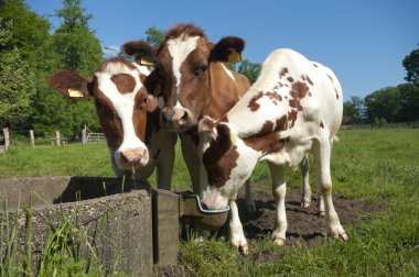 Red frisian cows clipart