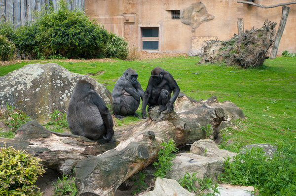 Gorilla family in zoo