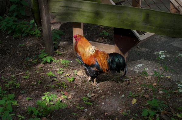 stock image Colorful rooster