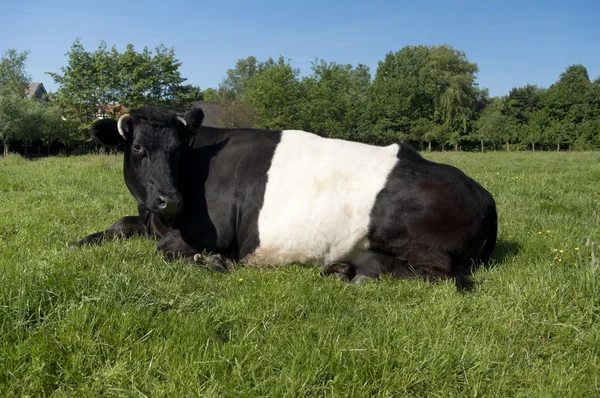 Lakenvelder koe — Stockfoto
