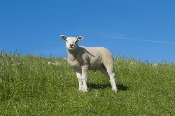 Lamb on a dike — Stock Photo, Image