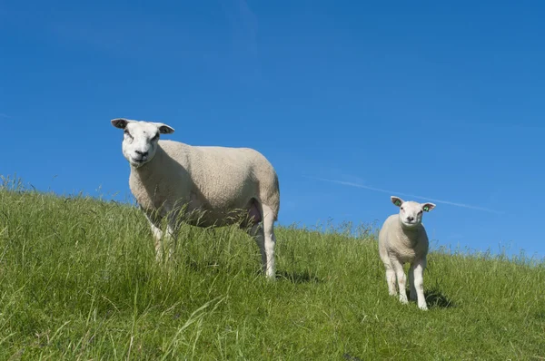 Sheep with lamb — Stock Photo, Image