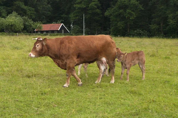 Mucca con vitello — Foto Stock