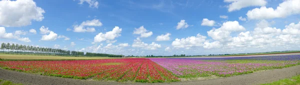 Цветочное поле — стоковое фото
