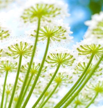 Giant hogweed clipart