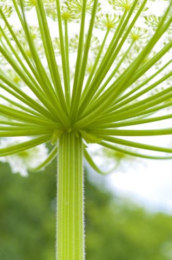 dev hogweed