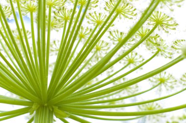 Giant hogweed clipart