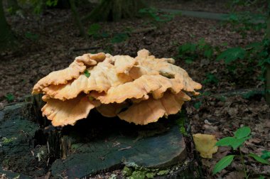 Mushrooms on dead tree trunk clipart