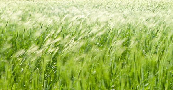 Campo de trigo — Fotografia de Stock