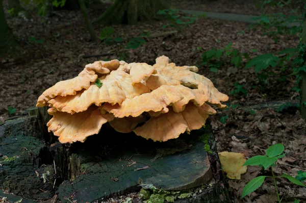 Cogumelos no tronco da árvore morta — Fotografia de Stock