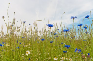 Blue cornflowers clipart