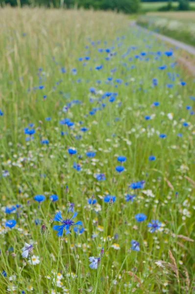 Синие кукурузные цветы — стоковое фото
