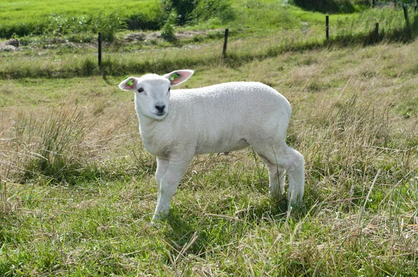Kis bárány — Stock Fotó