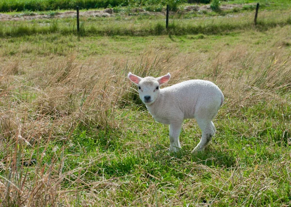 小羊羔 — 图库照片