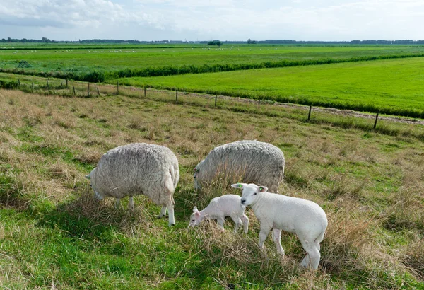 Sheep with lambs — Stock Photo, Image