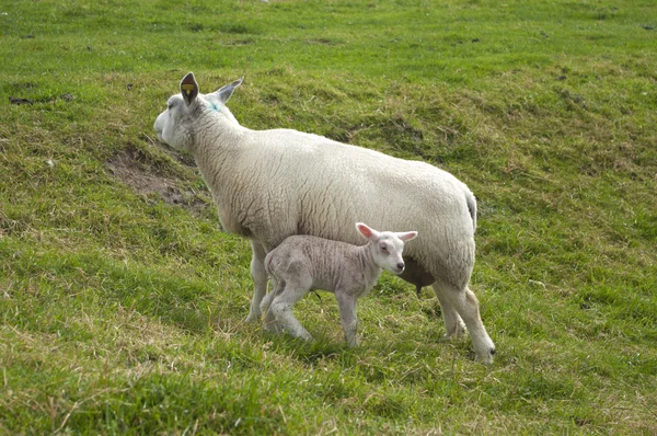 Schaf mit Lamm — Stockfoto