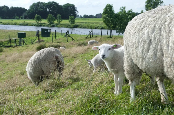 羊的羔羊 — 图库照片