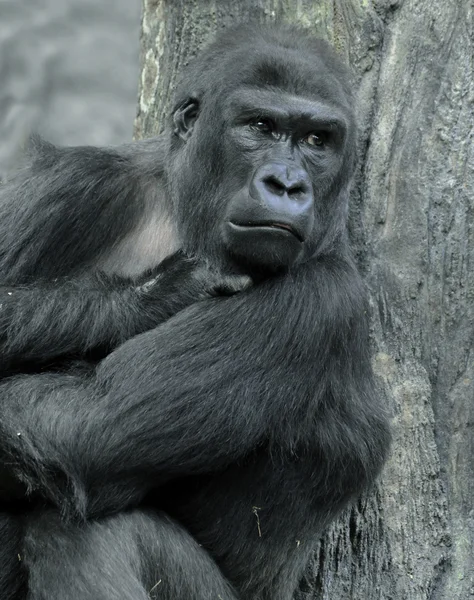 stock image Gorilla