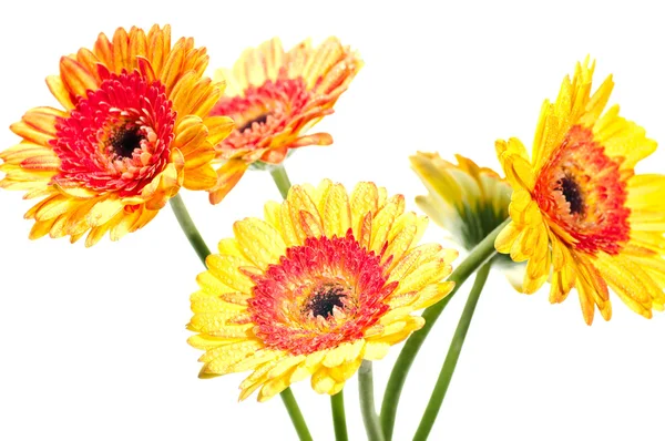Cinco flores de gerberas amarillas anaranjadas — Foto de Stock