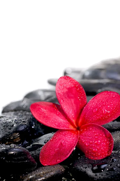 Röd blomma på svarta zen stenar extrem närbild — Stockfoto