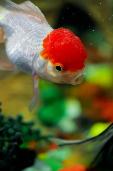 Red cap oranda diving down with mouth open — Stock Photo, Image
