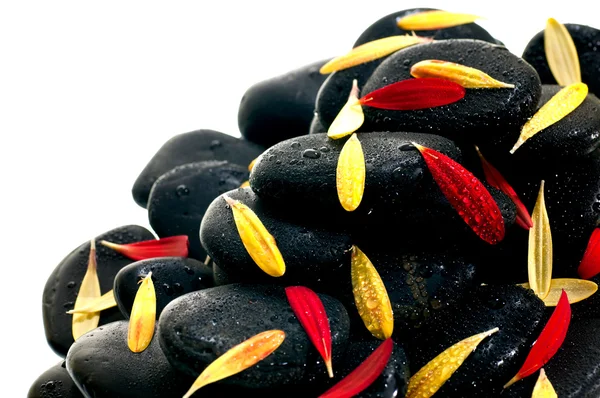 Rote und gelbe Gerbera-Blütenblätter auf schwarzem Zen-Stein aus nächster Nähe — Stockfoto