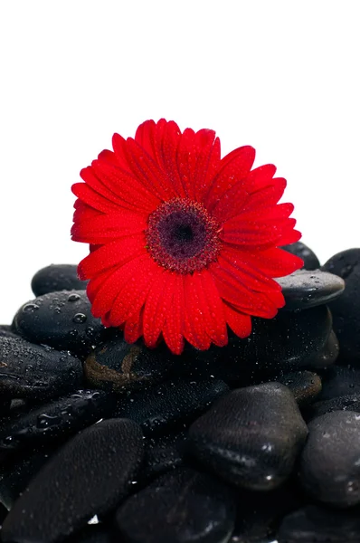 Red gerbera flower on black zen stone — Stock Photo, Image