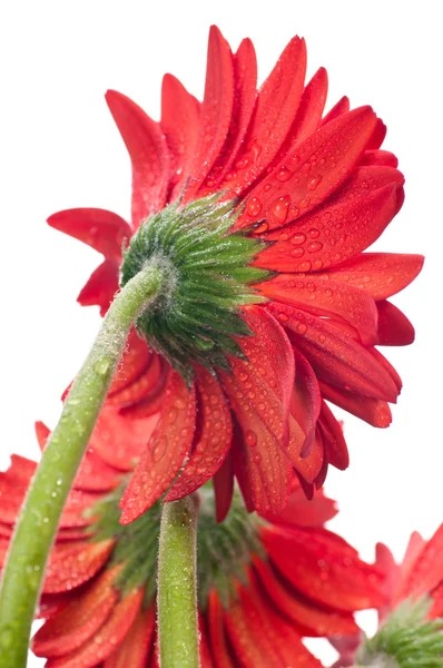뒤에서 본 빨간색 거 베라 꽃 가까이 — 스톡 사진
