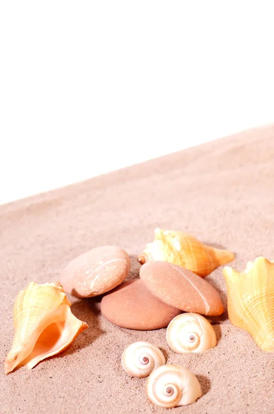 Sand stone and sea shells on sand — Stock Photo, Image