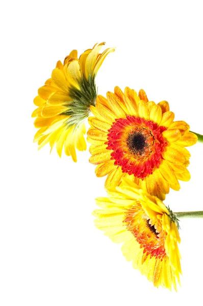 Три помаранчеві жовті квітки гербери — стокове фото