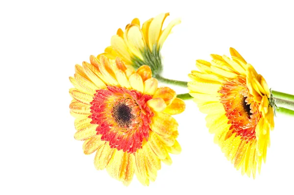 Trzy gerbera pomarańczowy żółty kwiat — Zdjęcie stockowe