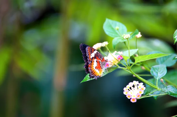 Viceré farfalla in giardino — Foto Stock