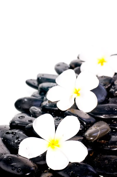 Weiße Blüten auf schwarzen Zen-Steinen — Stockfoto