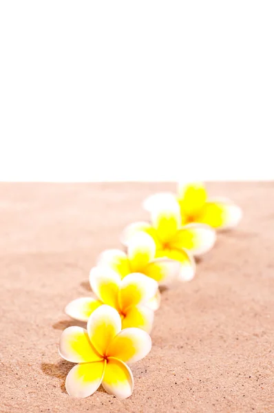 Желтые франкипани на песке — стоковое фото