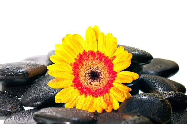 Gelbe Gerbera-Blume auf schwarzem Zen-Stein in Nahaufnahme — Stockfoto