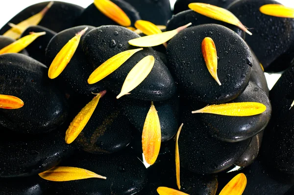 stock image Yellow gerbera petals on black zen stone close up