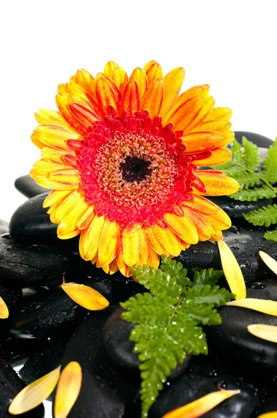 Gelbe orange Gerbera, Blütenblätter und Farn auf schwarzem Zen-Stein — Stockfoto