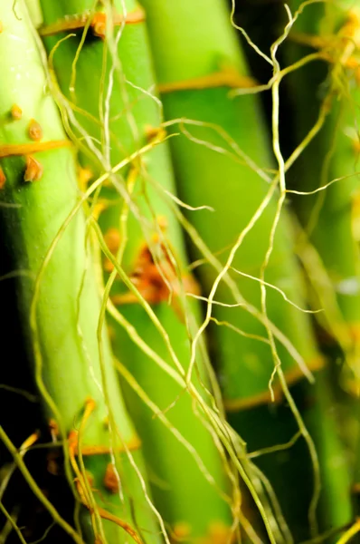 Gelukkige bamboe met wortels — Stockfoto