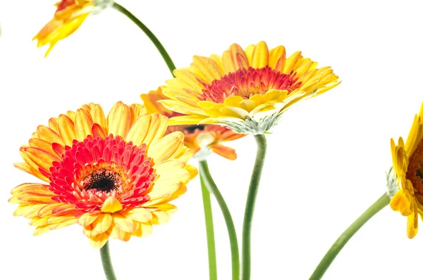 Orange gelbe Gerbera-Blüten — Stockfoto