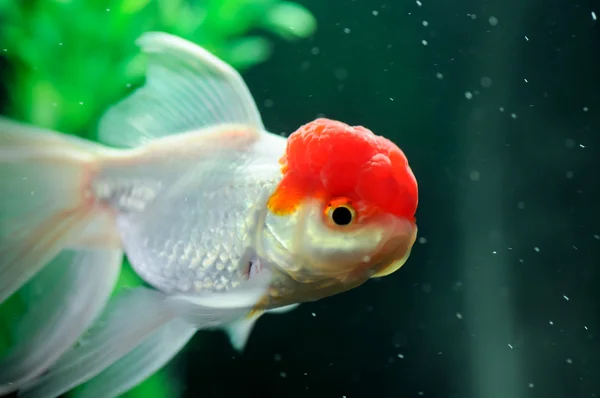 Capa vermelha oranda peixe — Fotografia de Stock