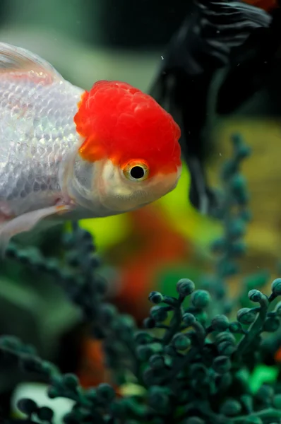 Gorra roja oranda nadando cerca del fondo — Foto de Stock