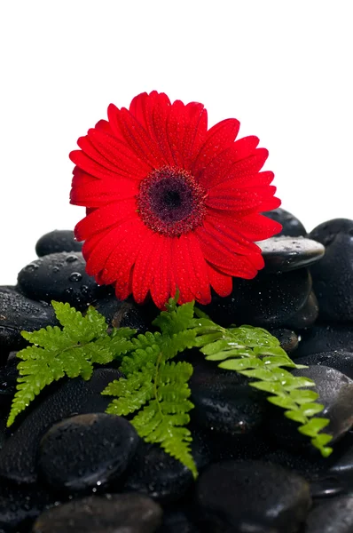 Красный цветок герберы и папоротник на черном камне дзен — стоковое фото