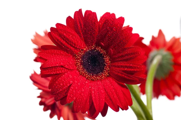 Flor roja gerbera de cerca — Foto de Stock