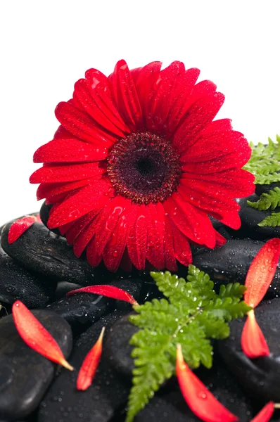 Red gerbera, petals and fern on black zen stone close up — Stock Photo, Image