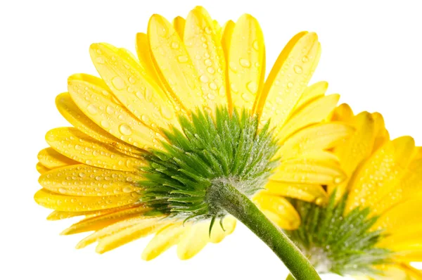 Gelbe Gerbera-Blüte extreme Nahaufnahme Rückseite — Stockfoto