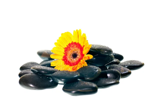 Fleur de gerbera jaune sur pierre zen noire — Photo
