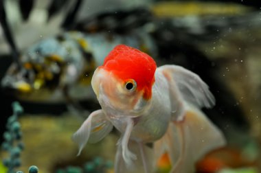 Red cap oranda and japanese shubunkin at the background clipart