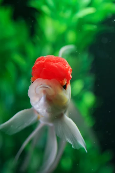 Gorra roja oranda nadando recto — Foto de Stock