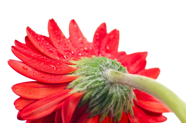 Vermelho gerbera flor de volta vista extremo de perto — Fotografia de Stock