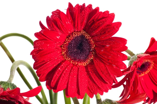 Gerberas rojas flor vista frontal de cerca — Foto de Stock